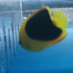 Rock Beauty Angelfish