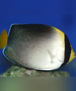 Singapore Angelfish