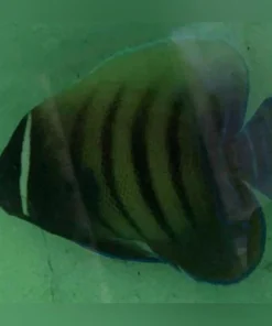 Alternative view of Six Bar Angelfish