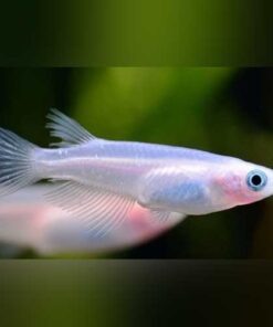 Pink Medaka Rice Fish