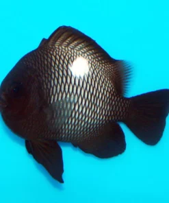 Domino Damselfish
