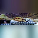 Snowflake Moray Eel 
