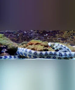 Snowflake Moray Eel 