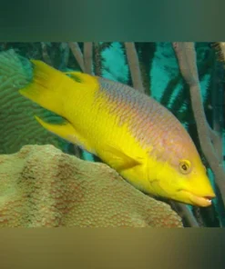 Spanish Hogfish