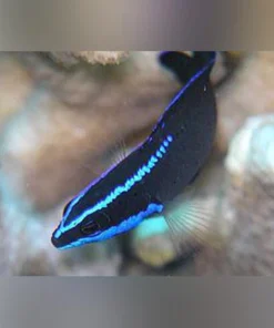 Springer's Dottyback (tank raised)