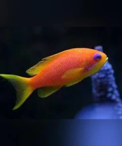 Squamipinis Blue Eye Anthias (Female)