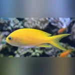 Squareback Anthias (Female)