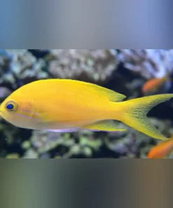 Squareback Anthias (Female)