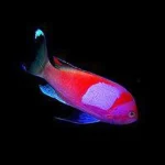 Squareback Anthias (Male)
