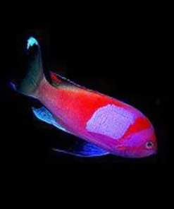 Squareback Anthias (Male)