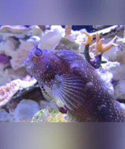 Starry Blenny