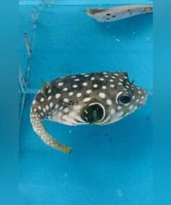 Stars and Stripes Puffer