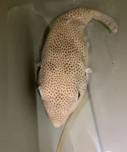 Stella Puffer