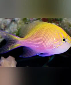 Alternative view of Sunburst Anthias