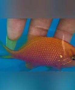 Sunburst Anthias