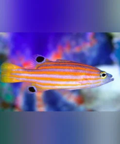Swales Swissguard Basslet