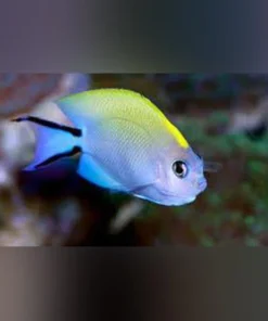 Swallowtail Angelfish