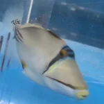 Assassi Triggerfish