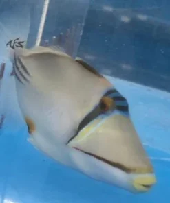 Assassi Triggerfish