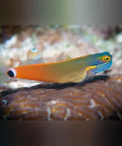 Tailspot Blenny