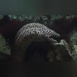 Tesselata Eel