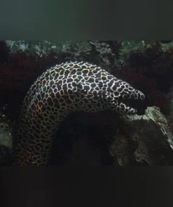 Tesselata Eel