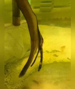 Teira Batfish