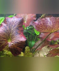 Tiger Lotus Bulb