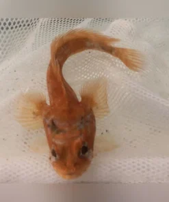 Alternative view of Orange Toadfish