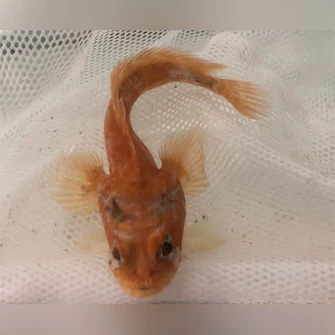Orange Toadfish - Image 2