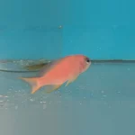 Tricolor Anthias
