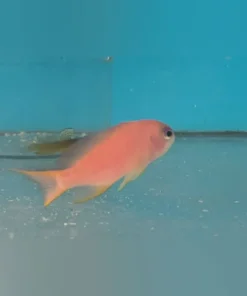 Tricolor Anthias