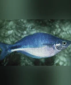 Turquoise Rainbowfish