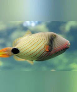 Undulatus Triggerfish