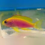 Ventralis Anthias