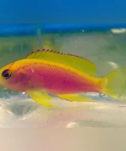 Ventralis Anthias