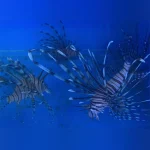 Volitan Lionfish (Black)