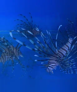 Volitan Lionfish (Black)
