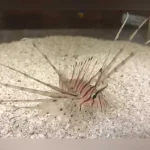 Red Volitan Lionfish