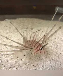 Red Volitan Lionfish