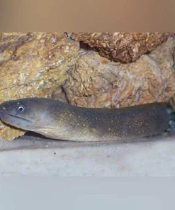 White Cheek Moray Eel Freshwater