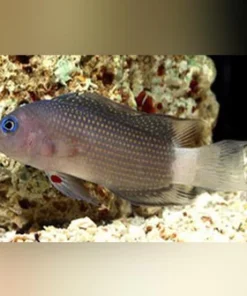 Whitetail Dottyback