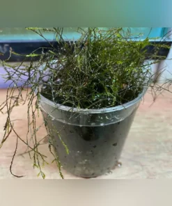 Willow Moss