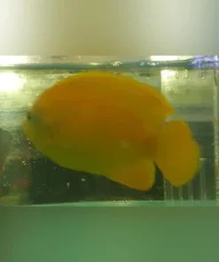 False Lemonpeel Angelfish