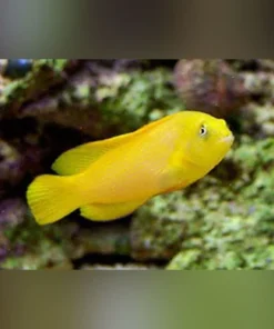 Yellow Dottyback