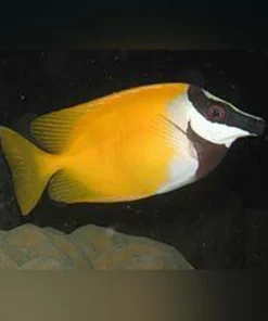 Yellow Foxface Rabbitfish