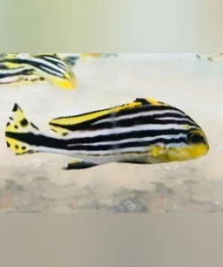 Yellow Line Sweetlips