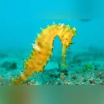 Yellow Seahorse