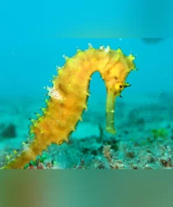 Yellow Seahorse