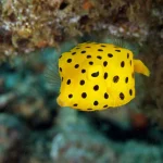 Yellow Cubicus
